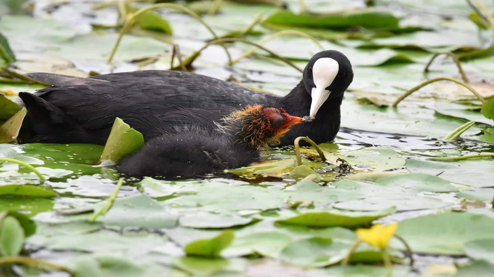 vogels ans baars van haalen