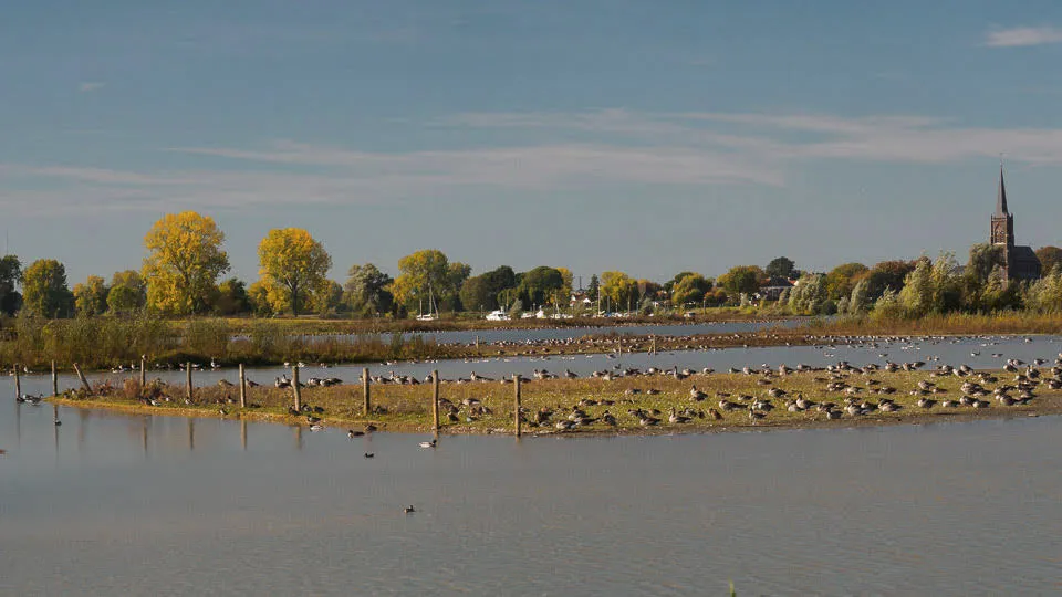 vogels liendense waard