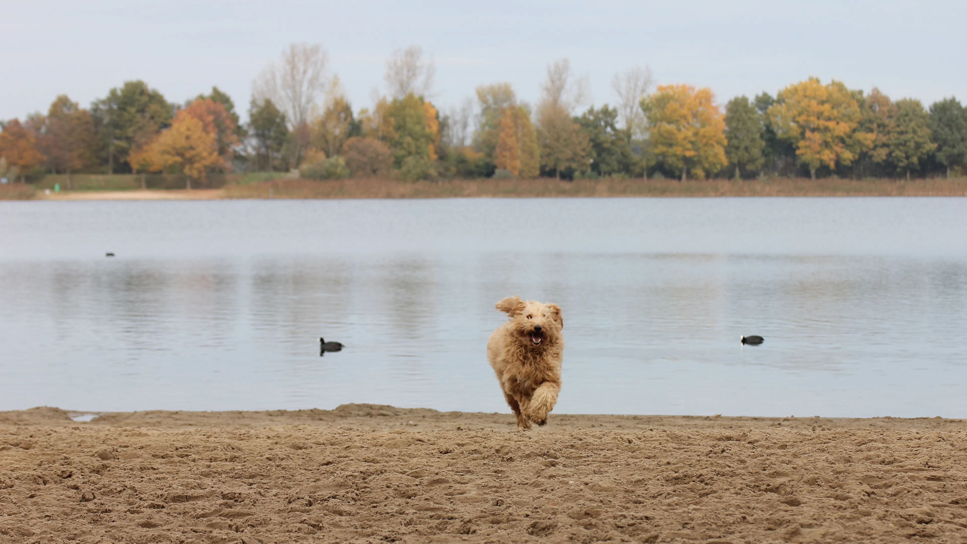 vrolijke hond op het strand