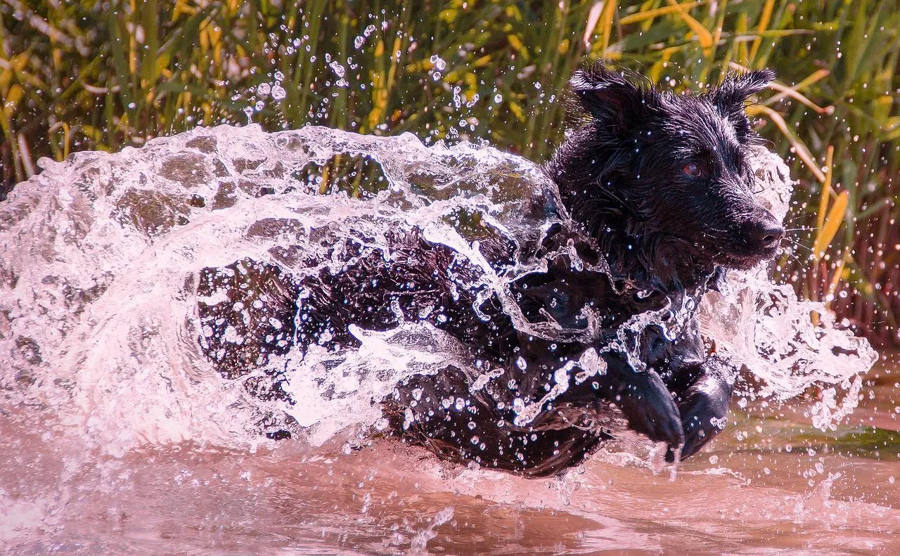 wet dog 1517741 1280