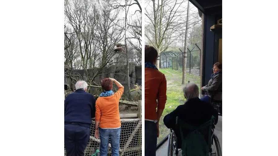 zonnebloem rhenen