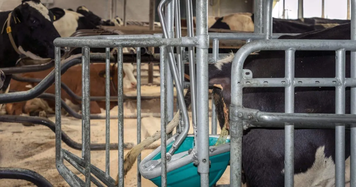 cowtoilet urinatie zij aanzicht