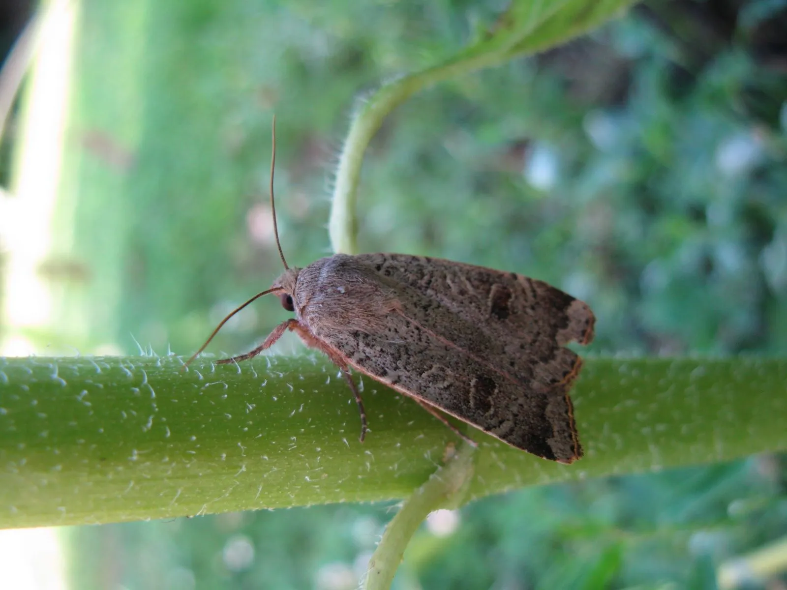 noctua interposita1