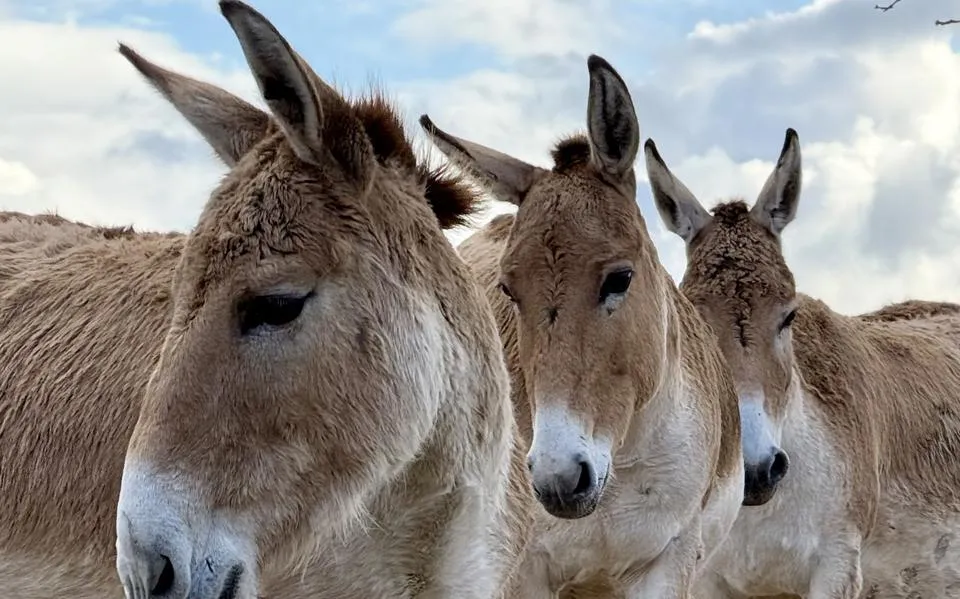 em 13 25 wildlands foto onager