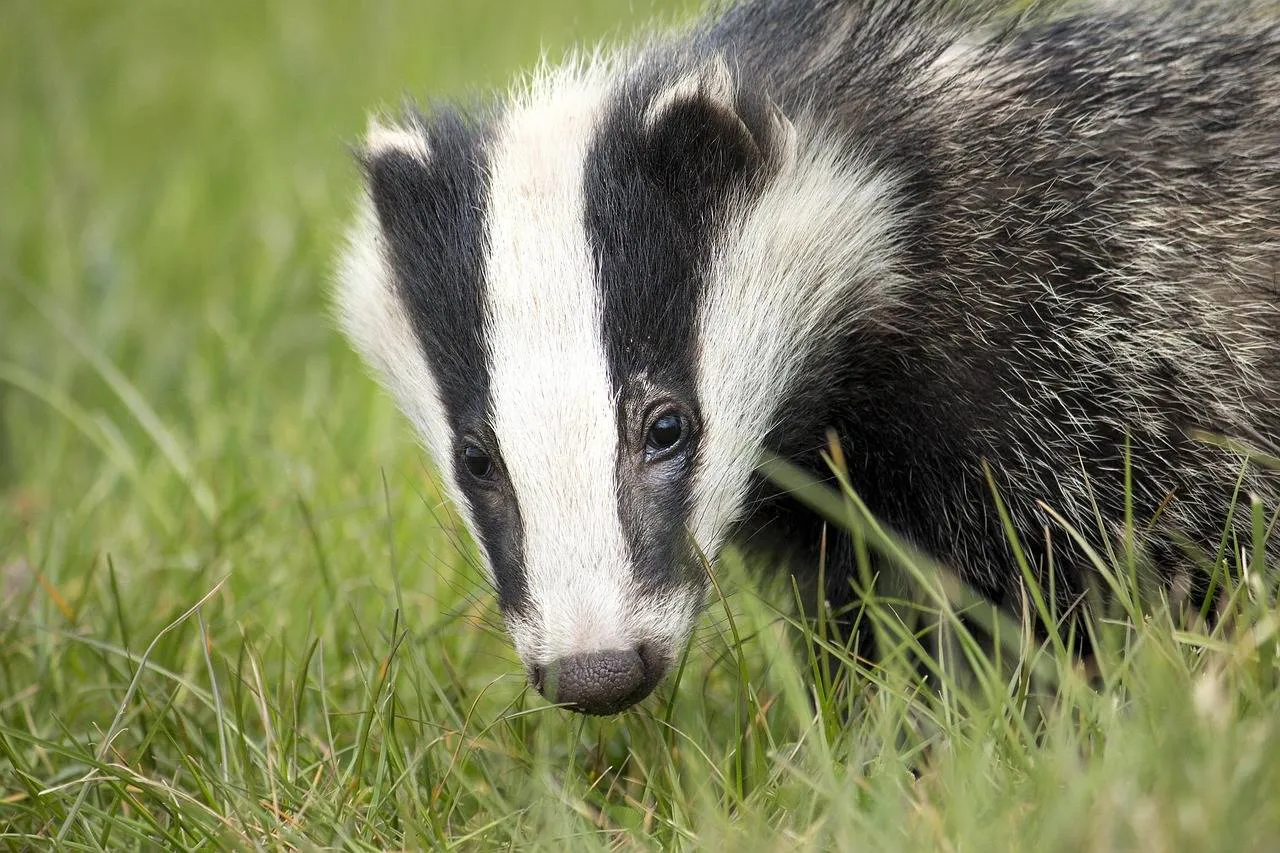 badger 2030975 1280 1