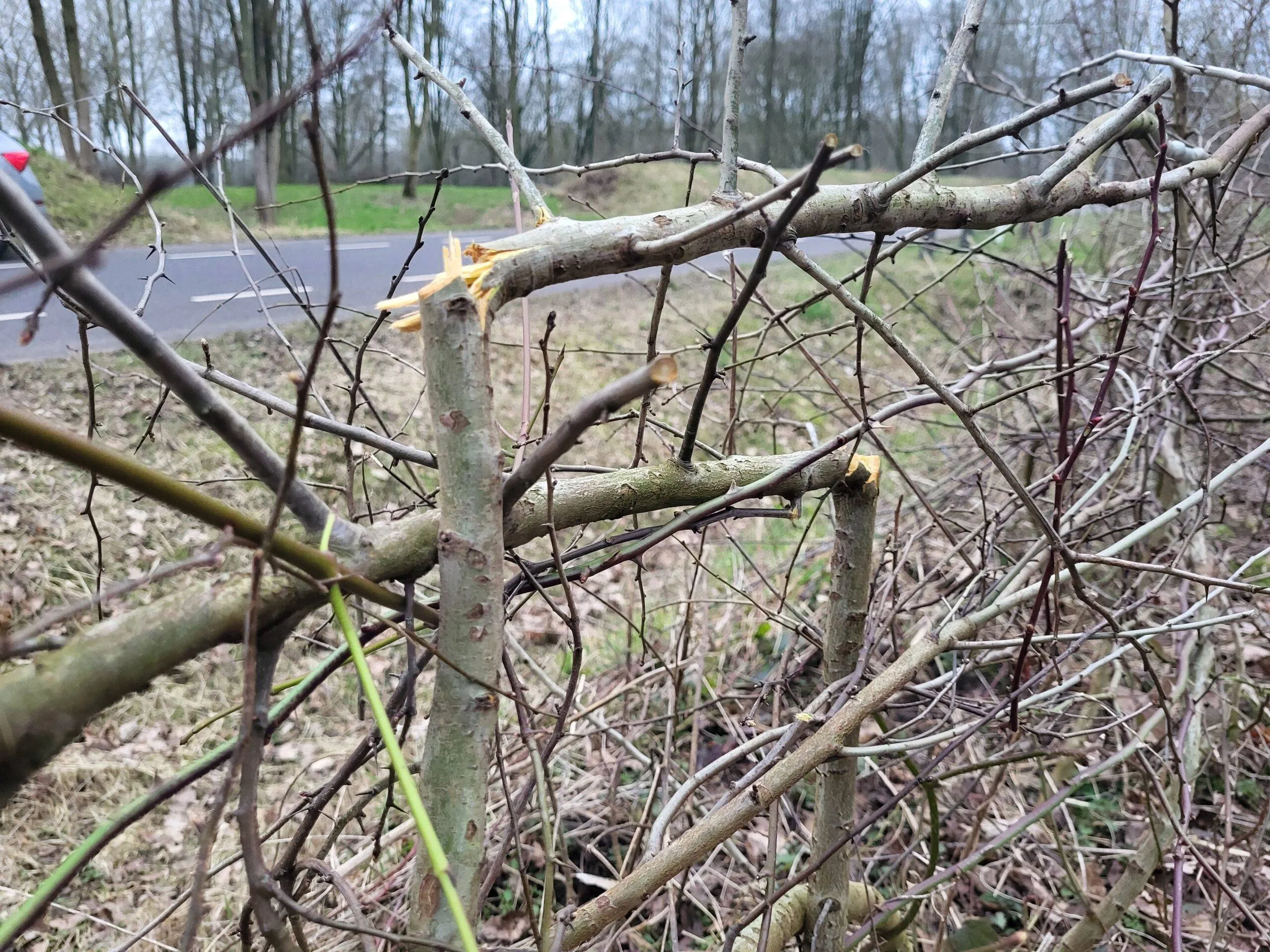 heggenvlechten 20250220_165301-scaled