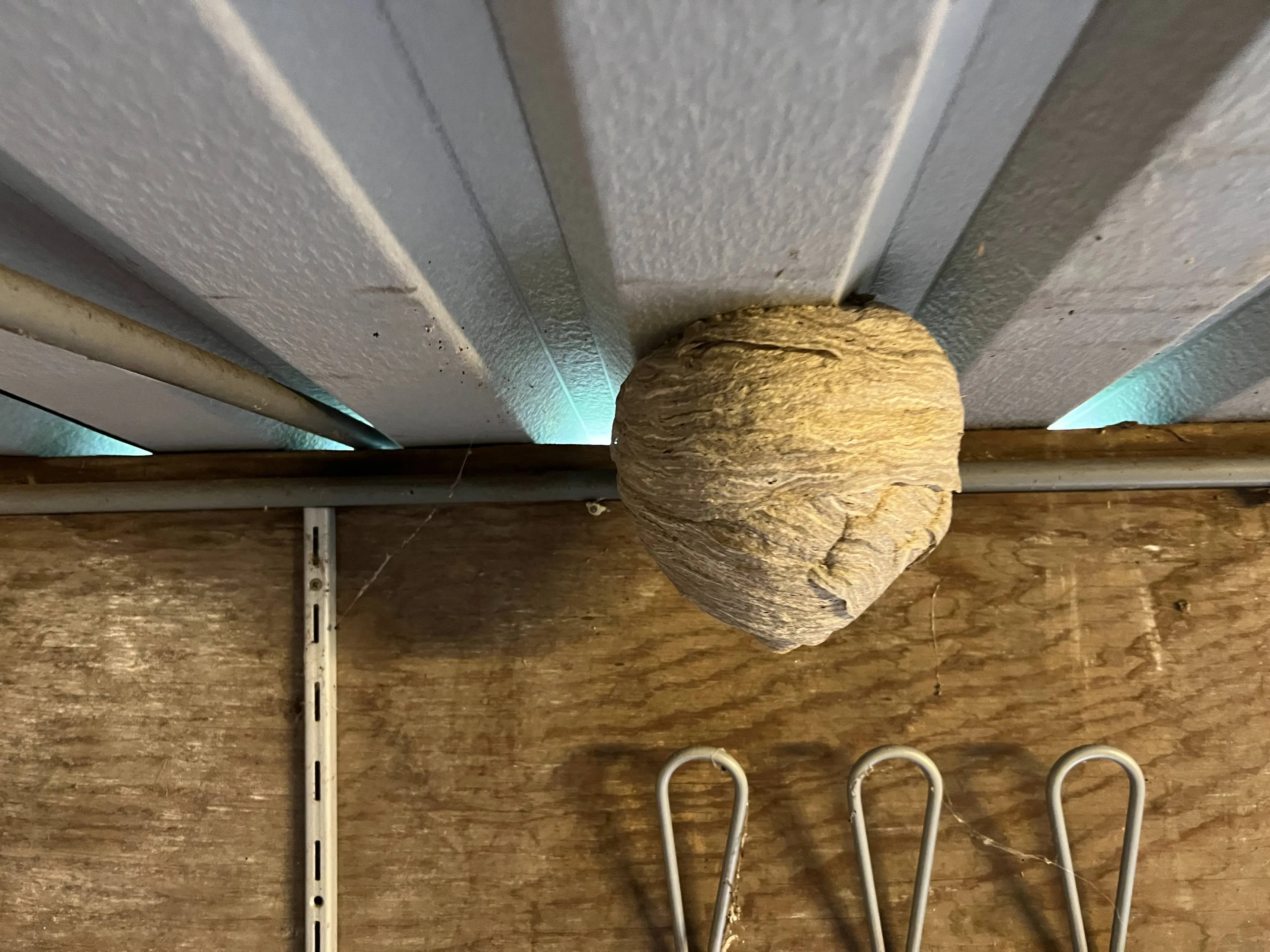 Wespennest van de Saksische wesp in een schuur - Nathan Veenstra