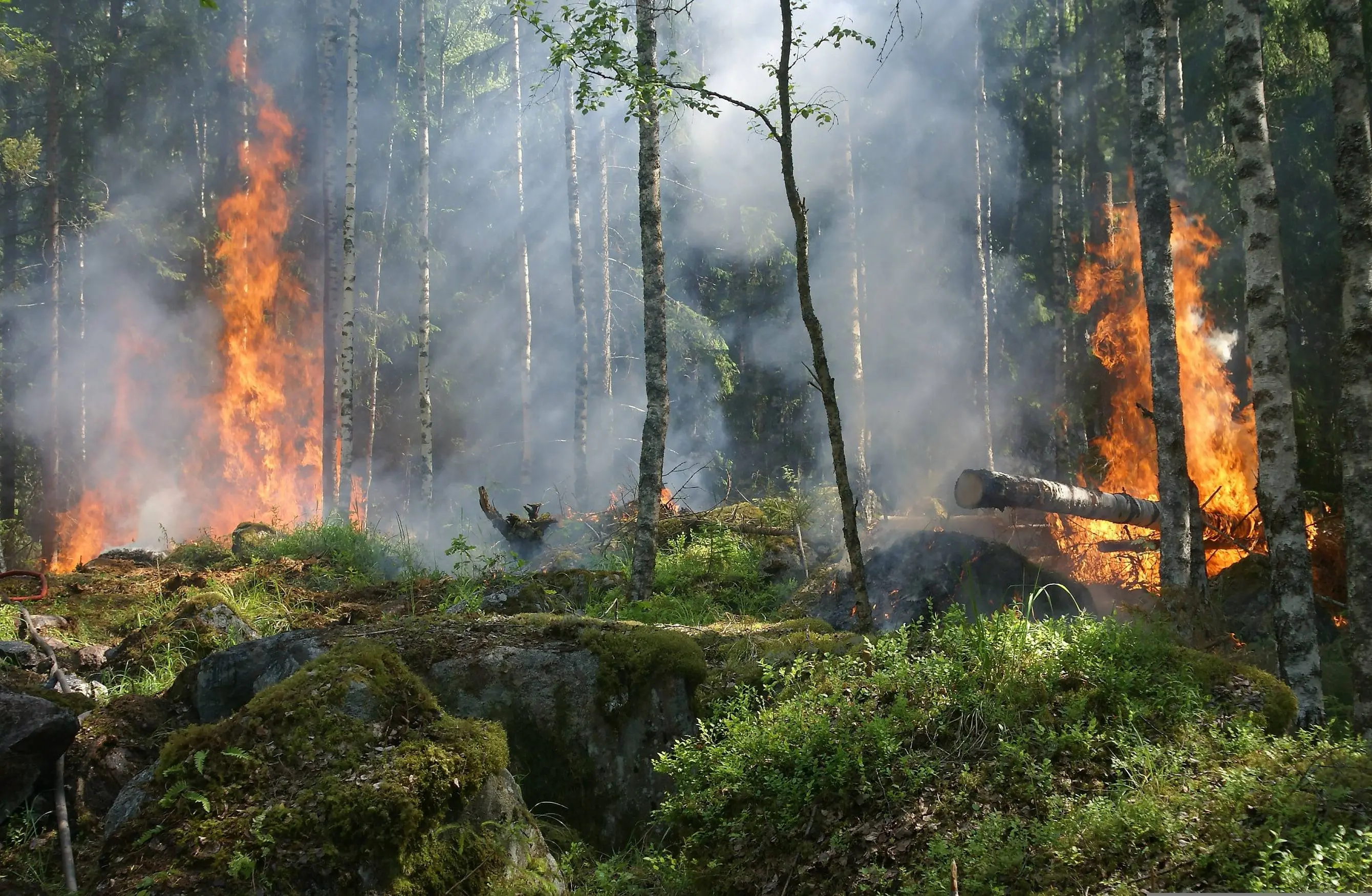 ylvers-forest-fire-432870