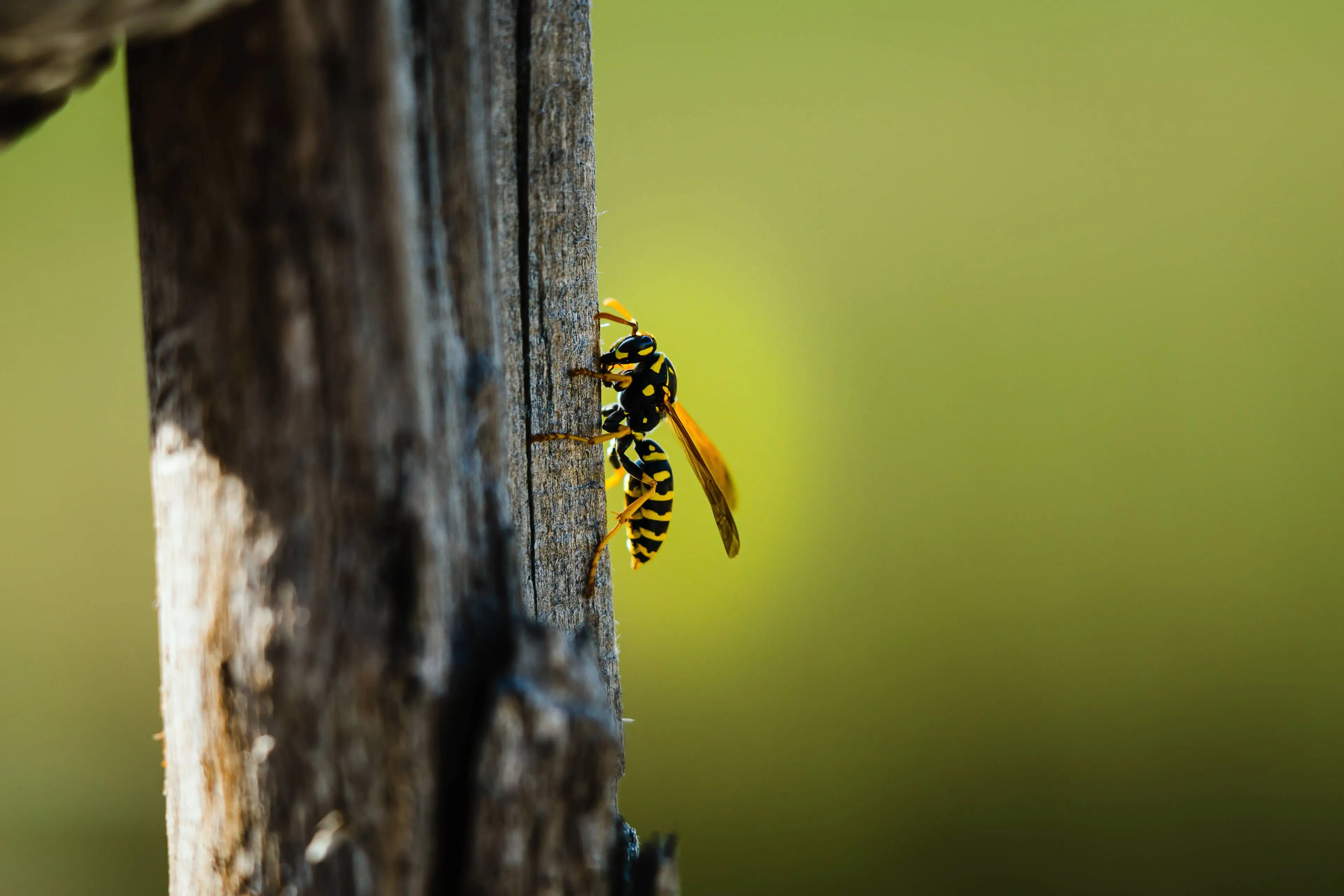 closeup-shot-wasp-perched-wooden-surface-blurred-background