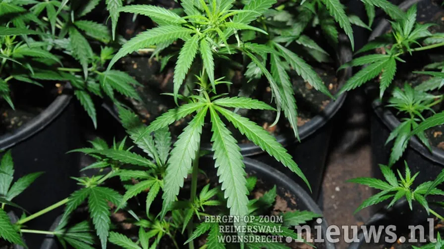 20170831 boz hennep 896 504 001