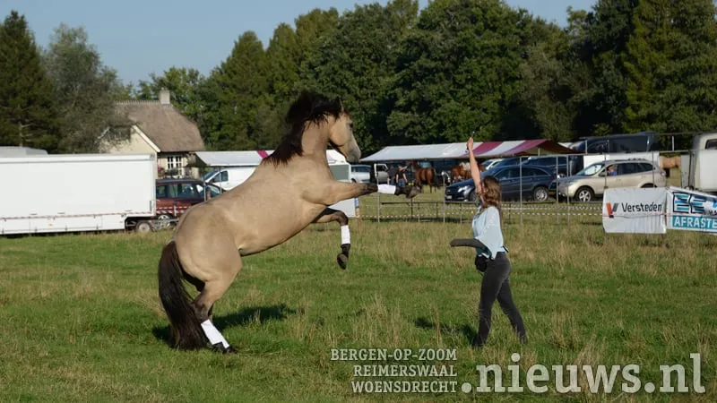 20170923 huij paarden 001