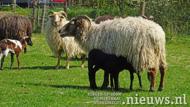 20180418 boz hildernisse 11