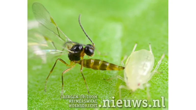 20180821 hoo sluipwesp met bladluis
