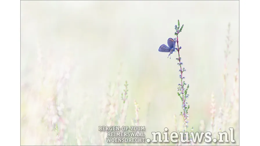 20181026 hoo foto vince pellegrom