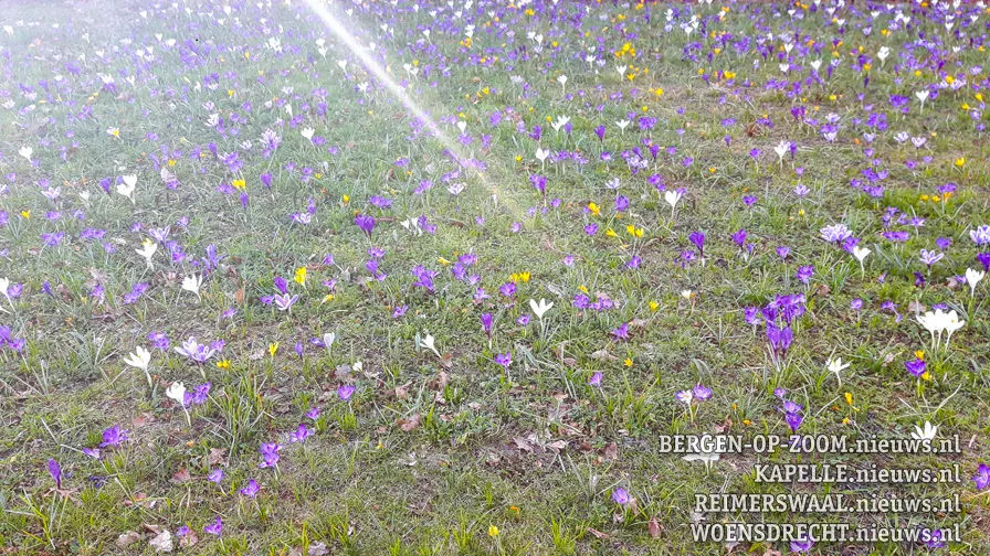 20190226 hoo bloemen