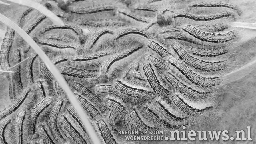 20190626 hoo rupsen2