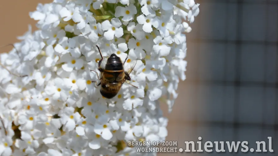 20190802 jkr alg bij 001b