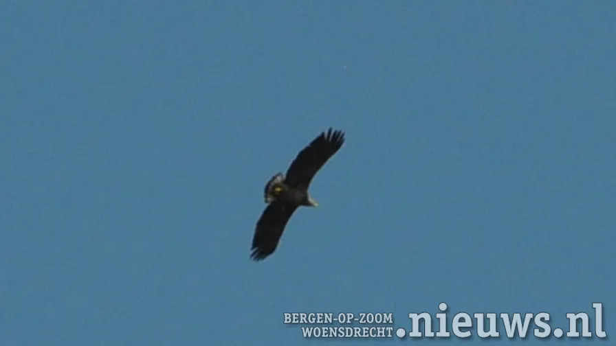 20200520 hoo zeearend