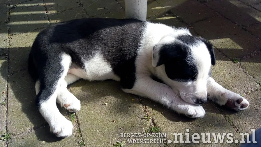 20200602 sheila alg rocky 001b