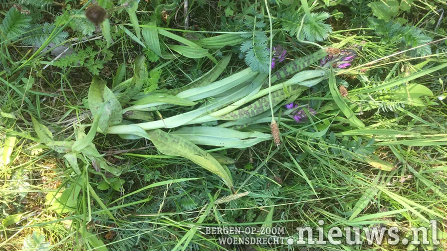 20200604 hoo zorgplicht 005