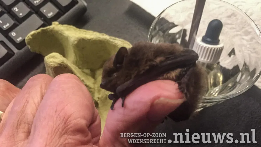 20210303 woe vleermuisje 001