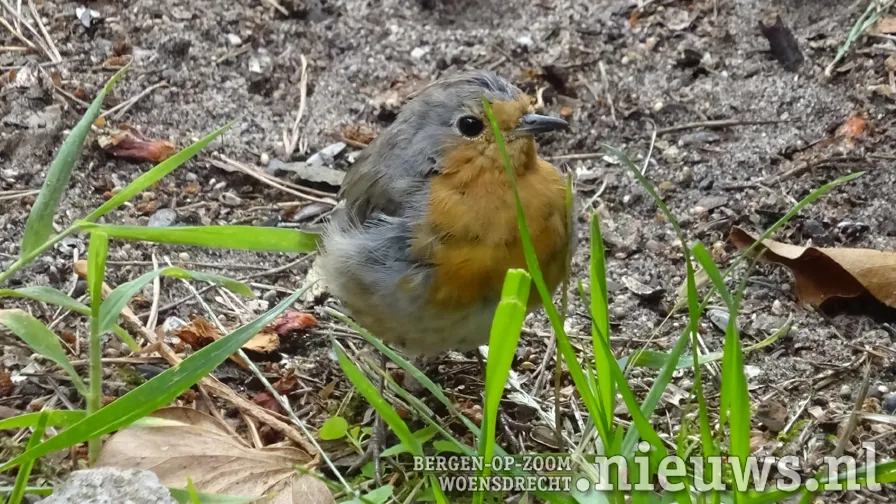 20210824 jkr alg vogel