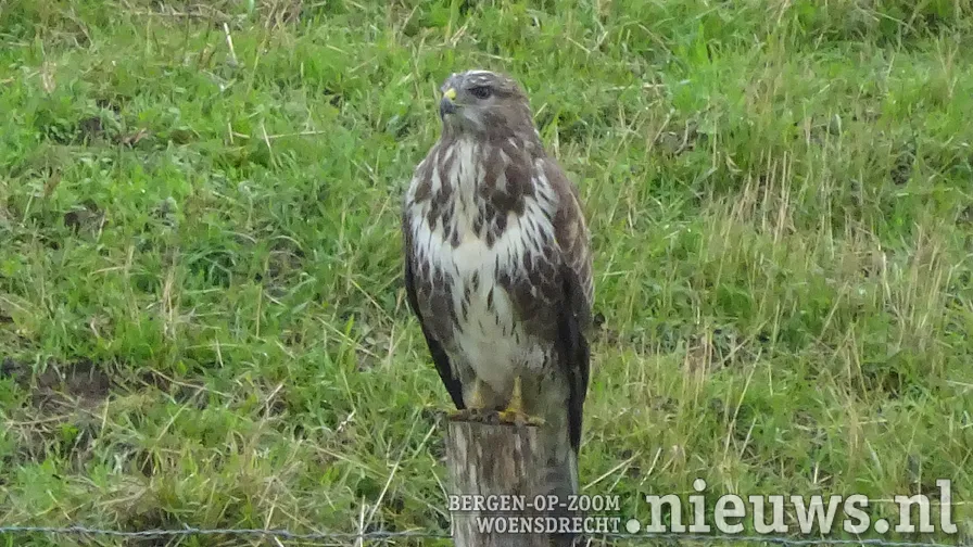 20211003 jkr alg buizerd 001b