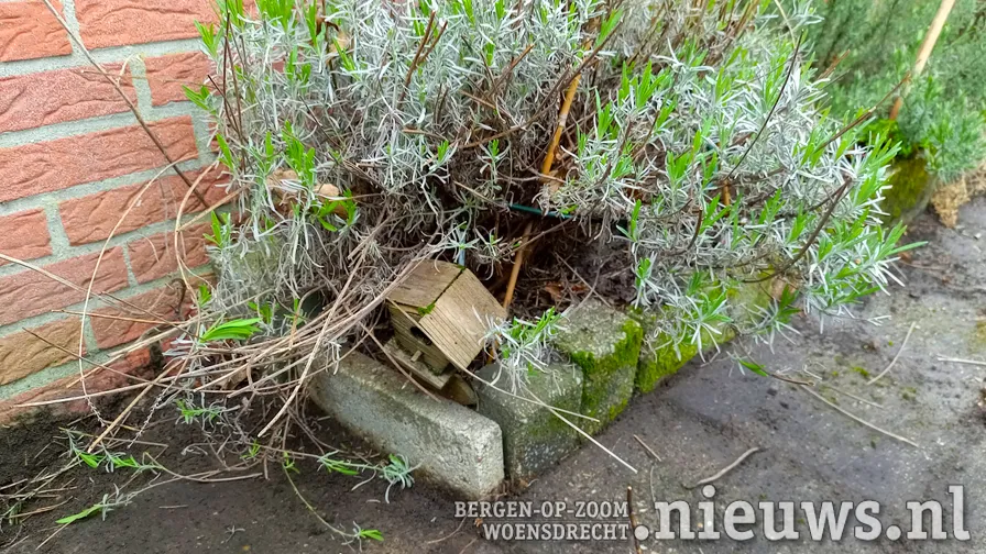 20220405 alg geveltuintje