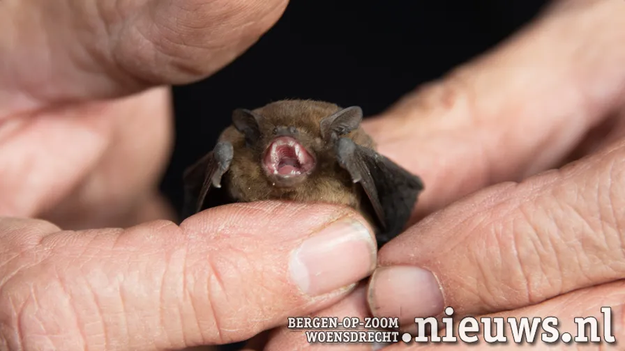 20240329 leo boz vleermuis roel 001