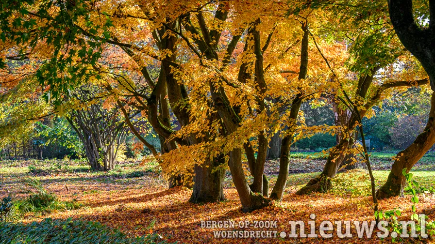acer palmatum japanse esdoorns in arboretum kalmthout november 2021