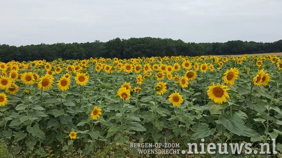 alliance francaise foto 2