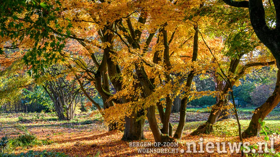 herfst 01 arboretumkalmthout