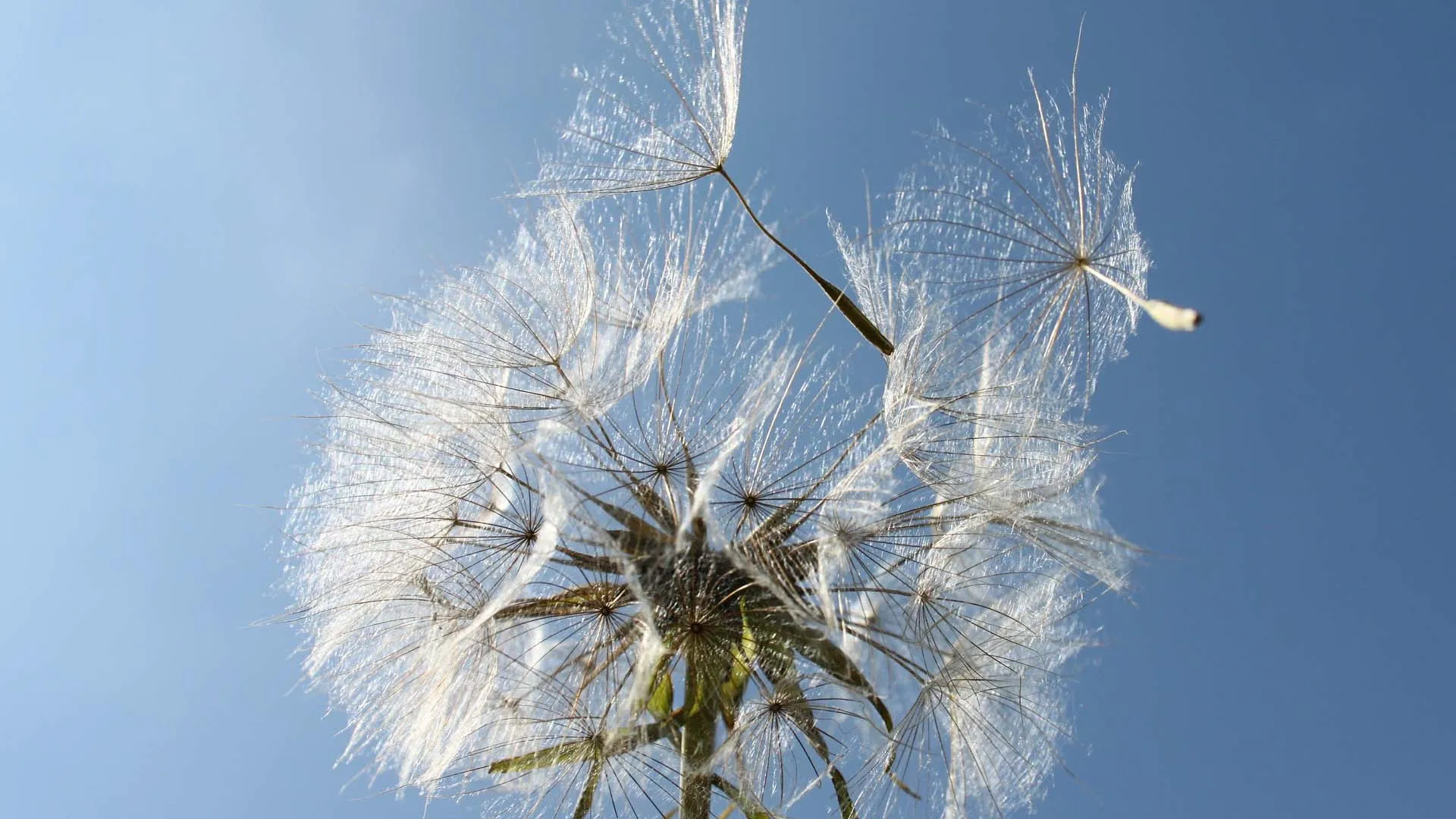 paardenbloem pixabay