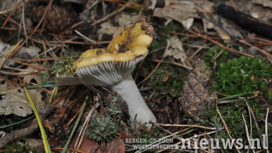 paddenstoel foto leo den heijer