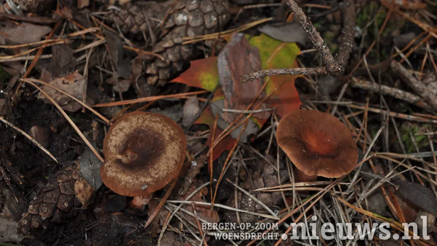 paddestoelen foto leo den heijer