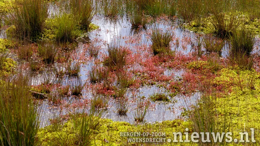 zonnedauw en veenmos