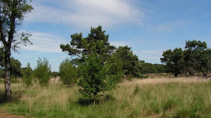 jkr 896 natuur