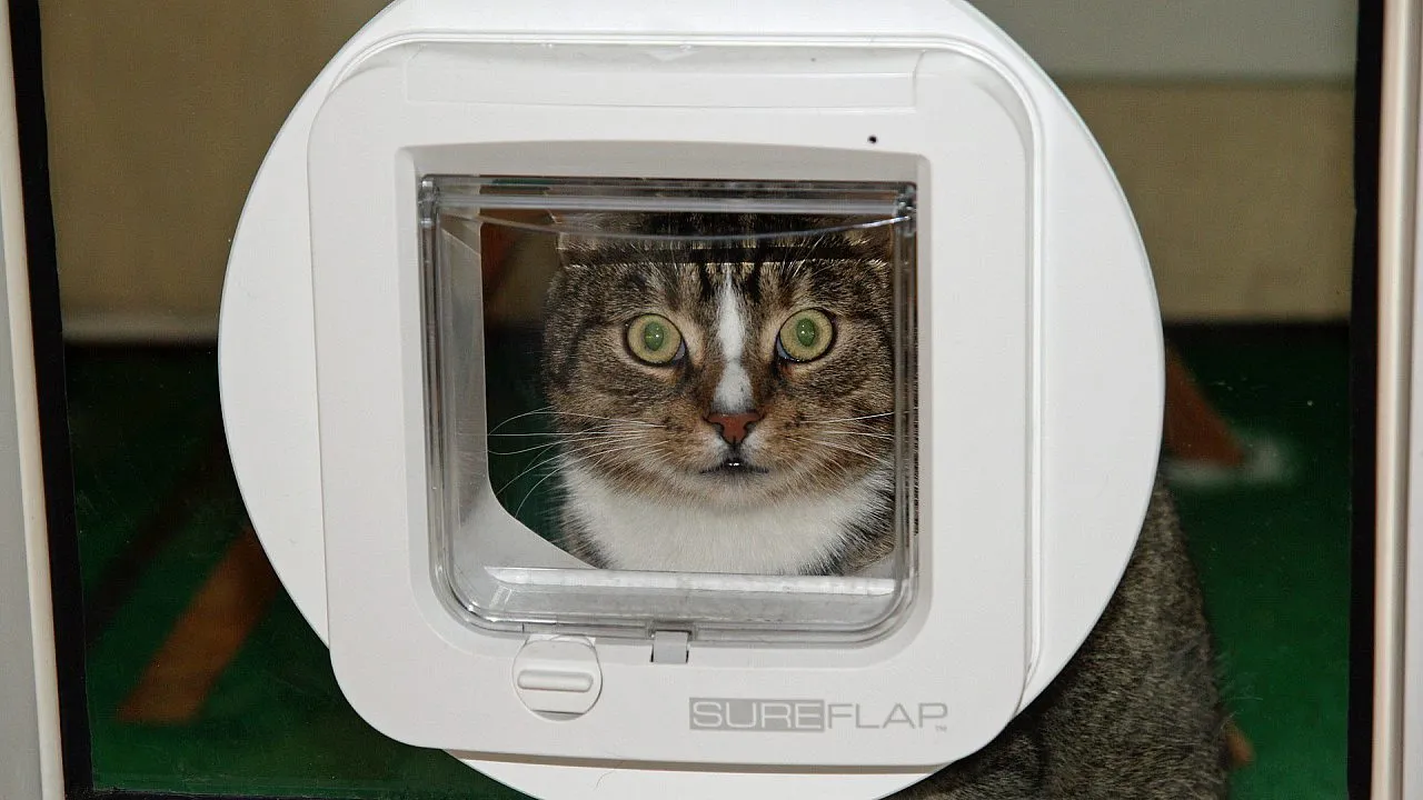 cat flap g256ca86ef 1920f1660640532