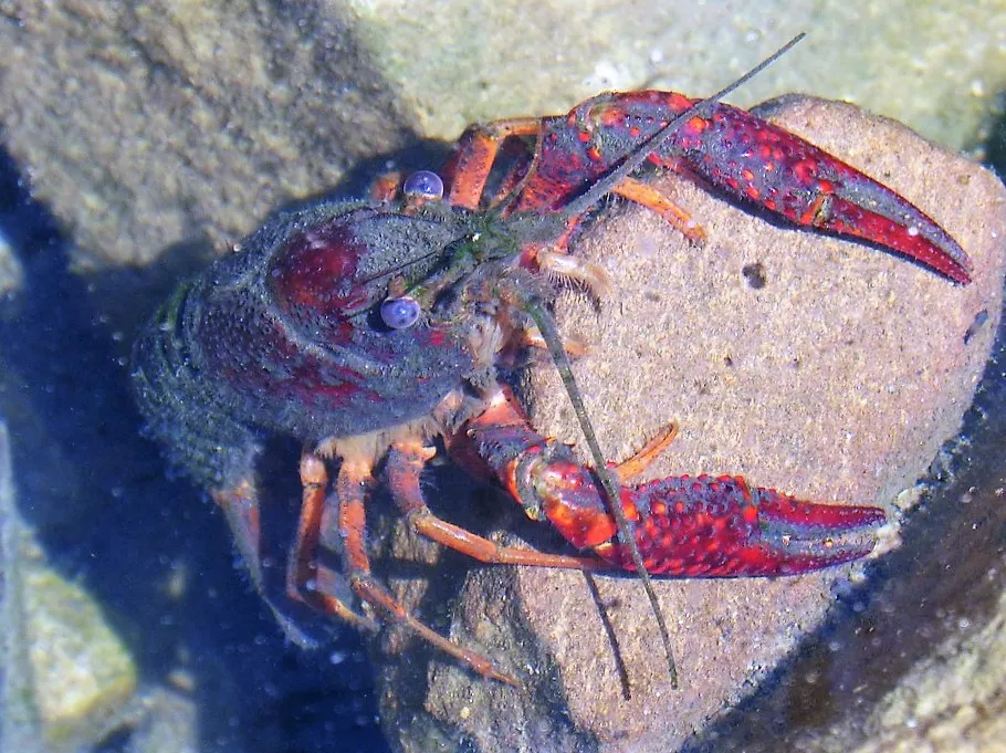 american crab 1580227 960 720