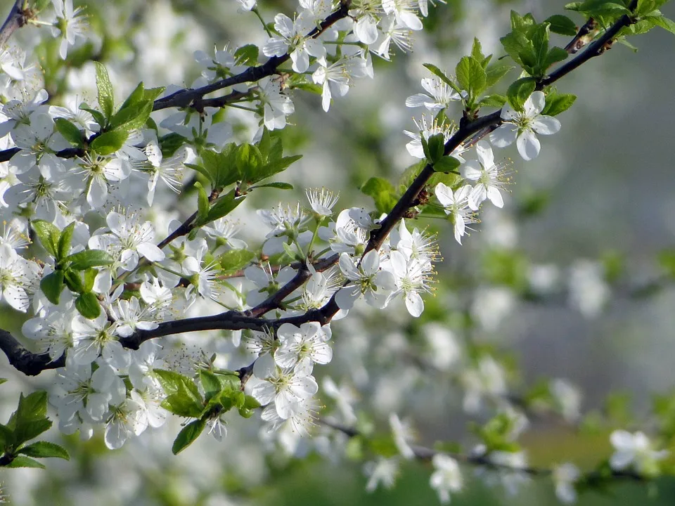 appelbloesem