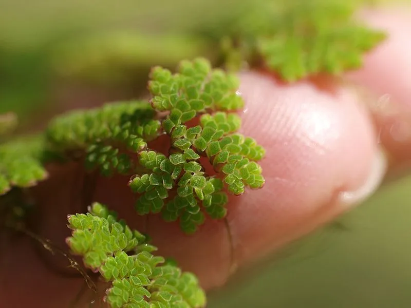 azolla