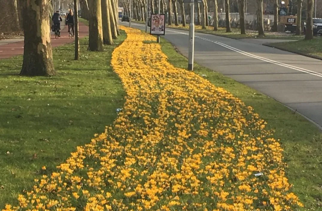 bloemenlint