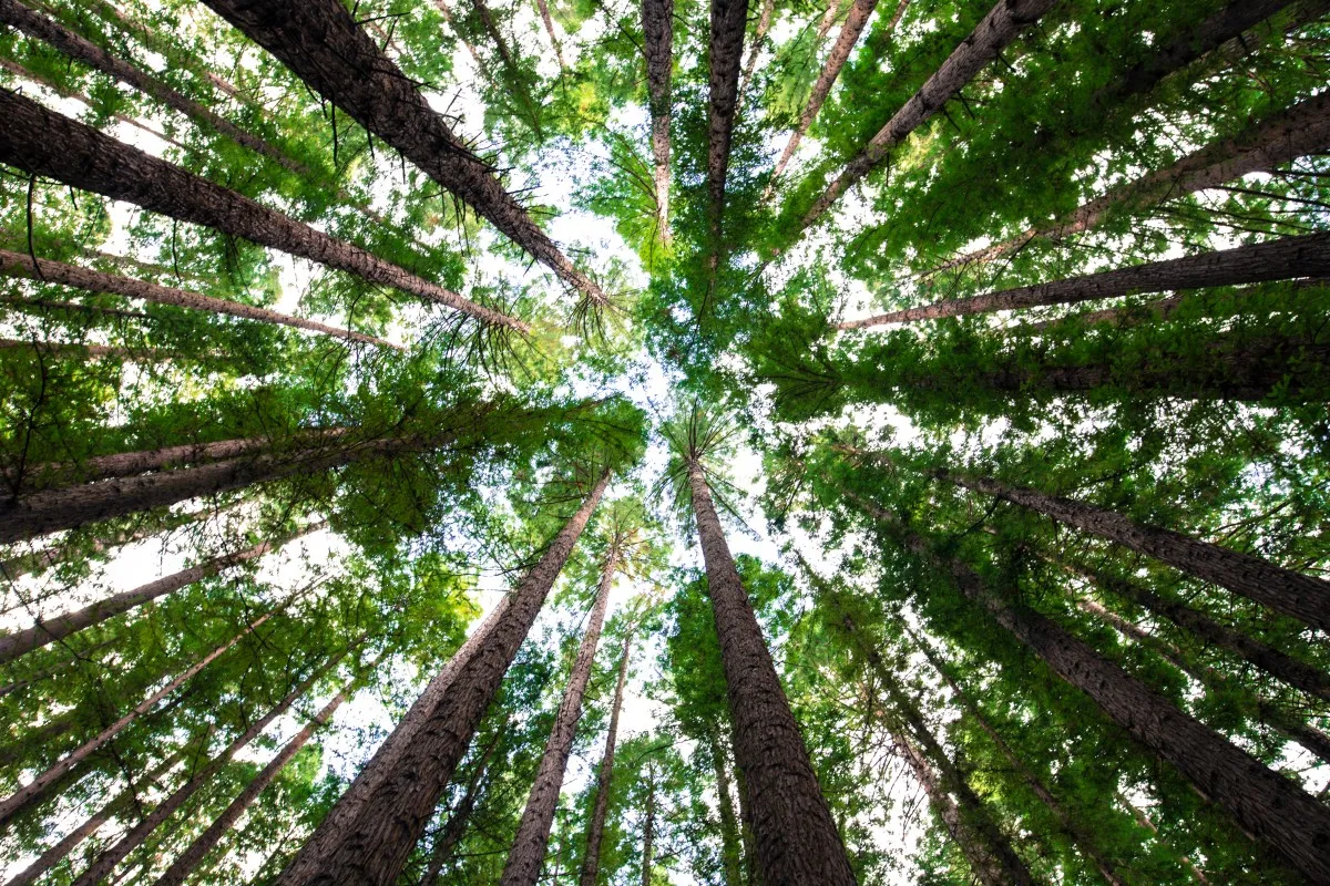 bomen