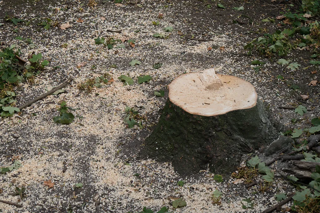 bomenkap