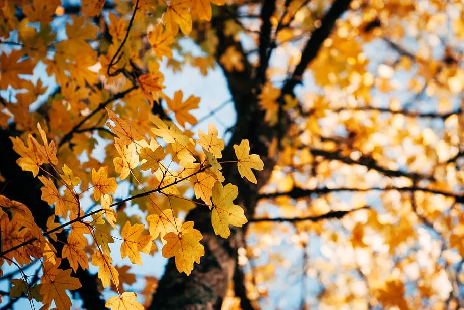 boom herfst