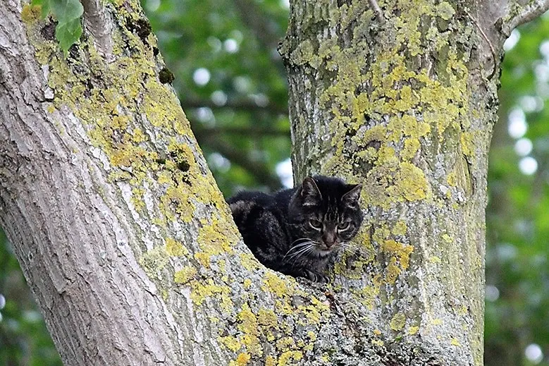 brandweer haalt bange kat uit boom 1