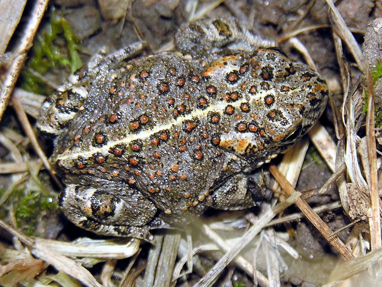 bufo calamita 2006 08 15