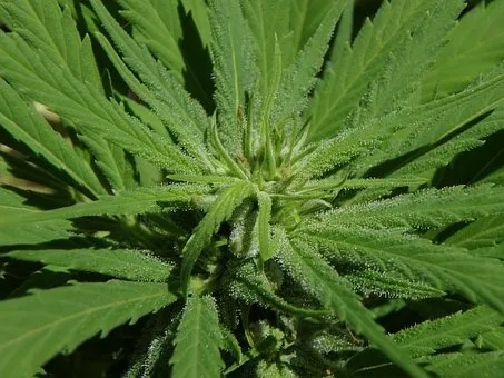 cannabis