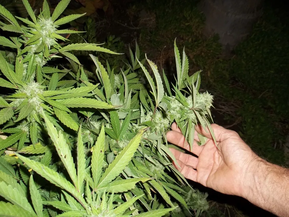 cannabis