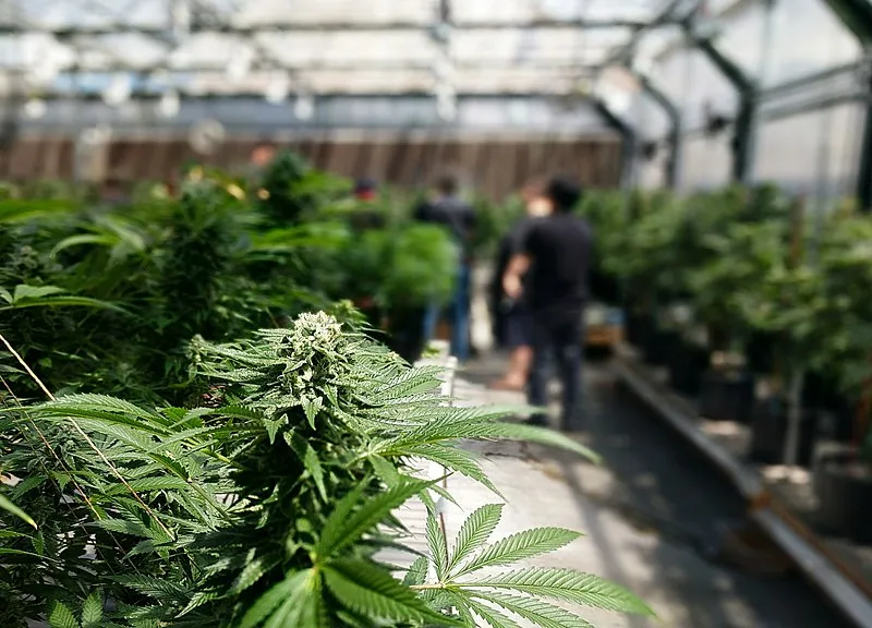 cannabis